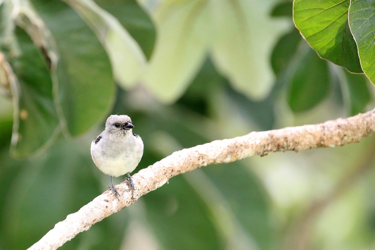 Plain-colored Tanager - Tim Lenz