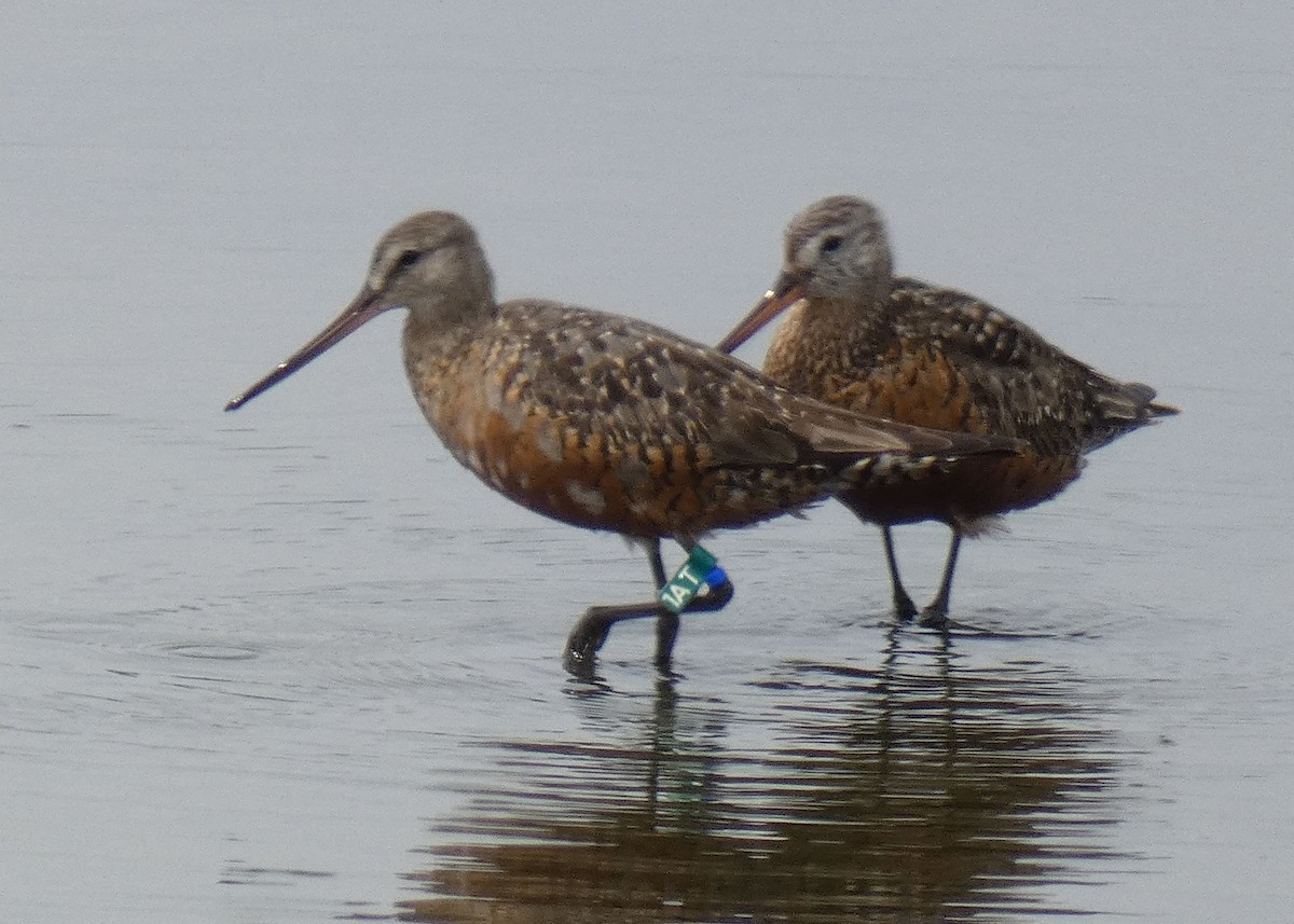 Hudsonian Godwit - Jim Mott