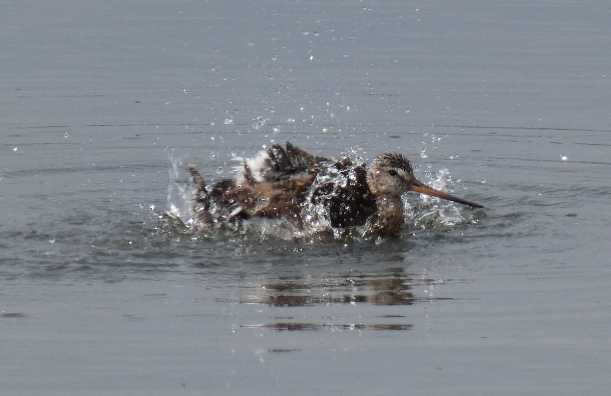 Hudsonian Godwit - Jim Mott