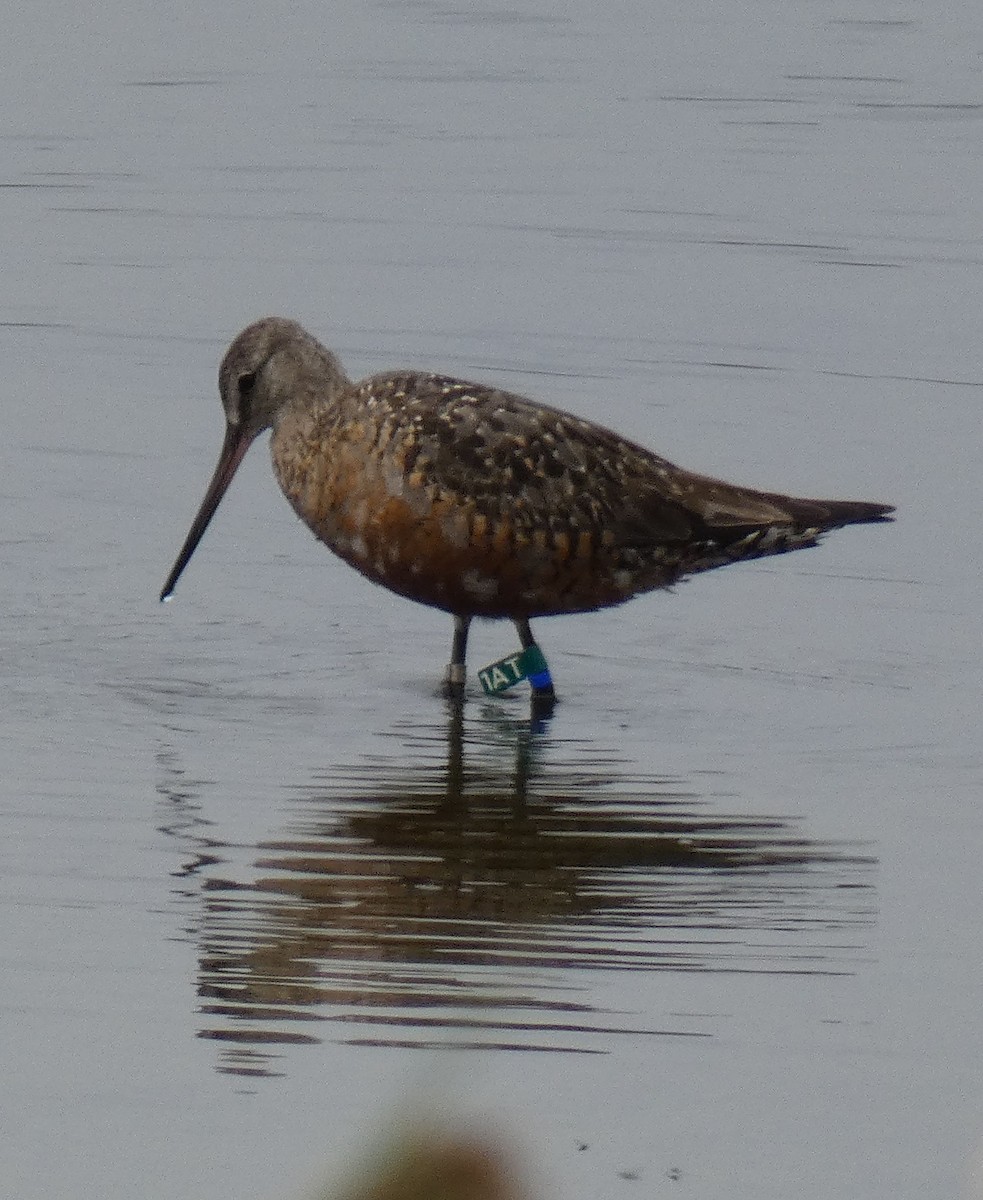 Hudsonian Godwit - Jim Mott