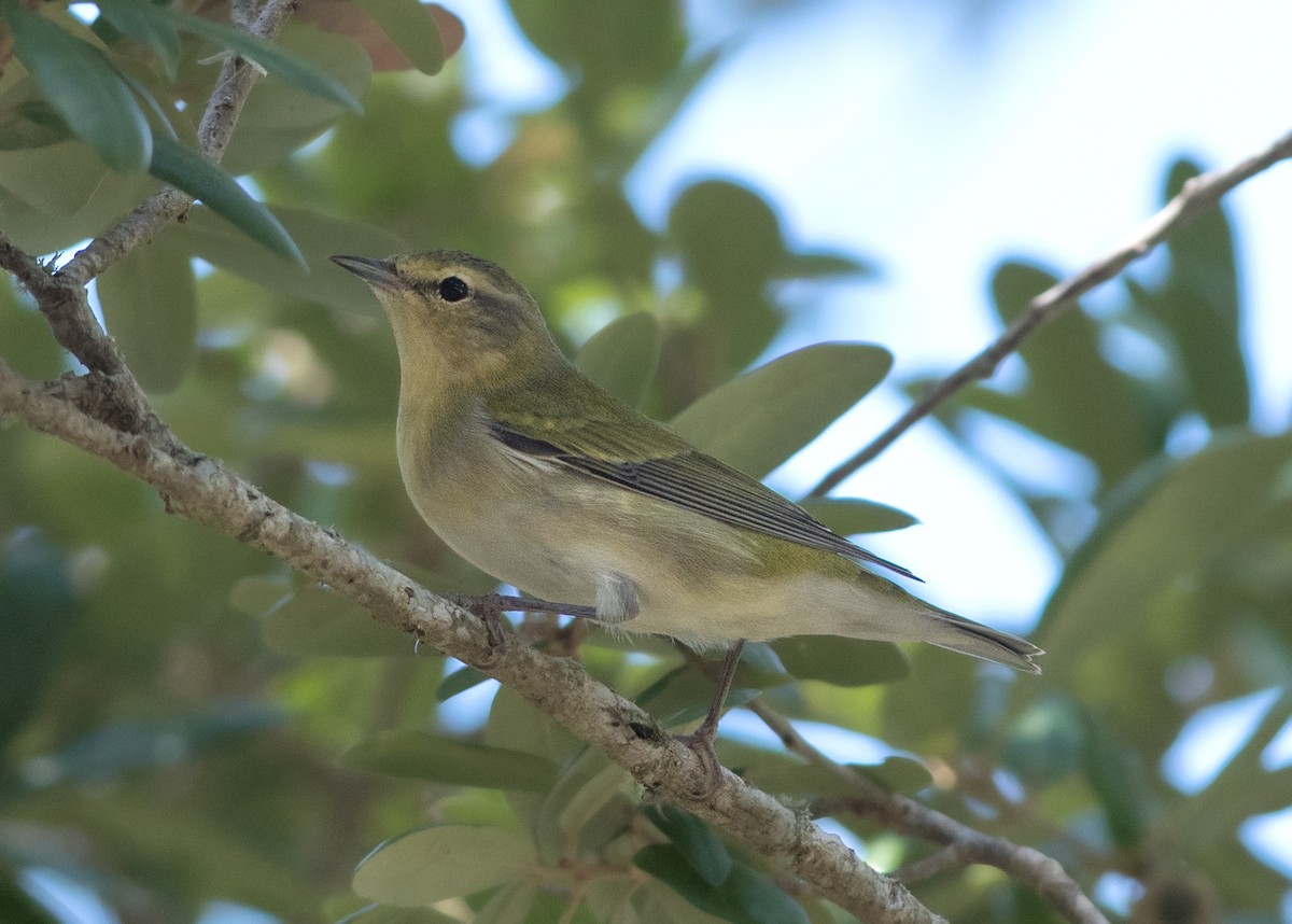 Tennessee Warbler - ML35580201