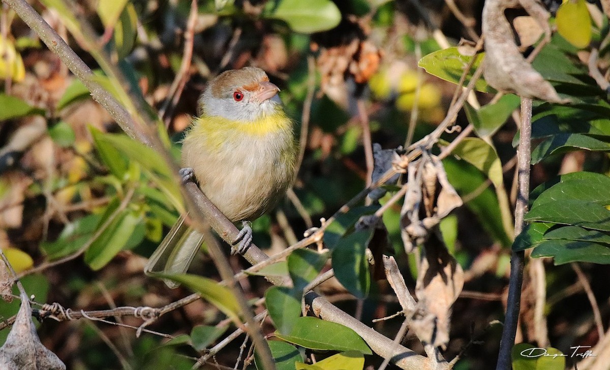 Rufous-browed Peppershrike - ML355802831