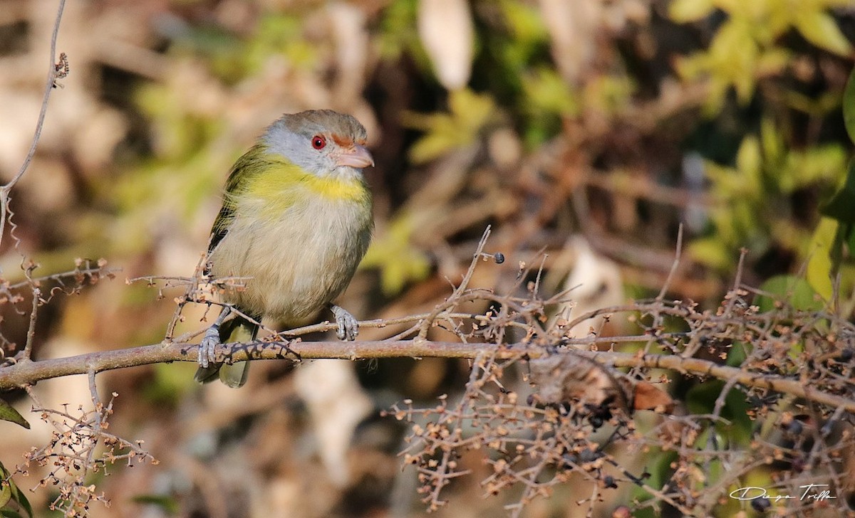 Rufous-browed Peppershrike - ML355802841