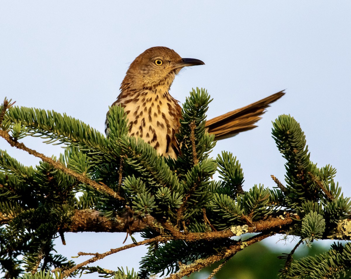 Brown Thrasher - ML355803571