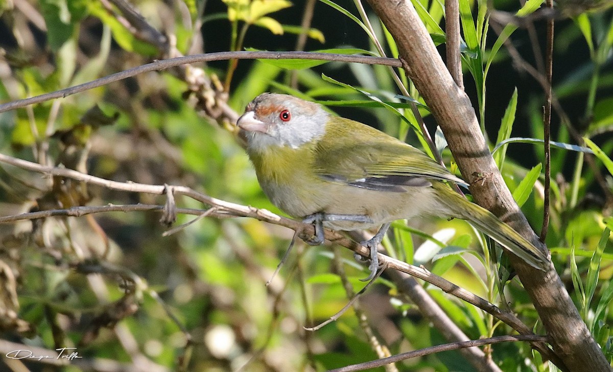 Rufous-browed Peppershrike - ML355804061