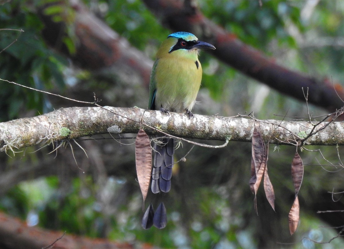 Blue-capped Motmot - ML355804411