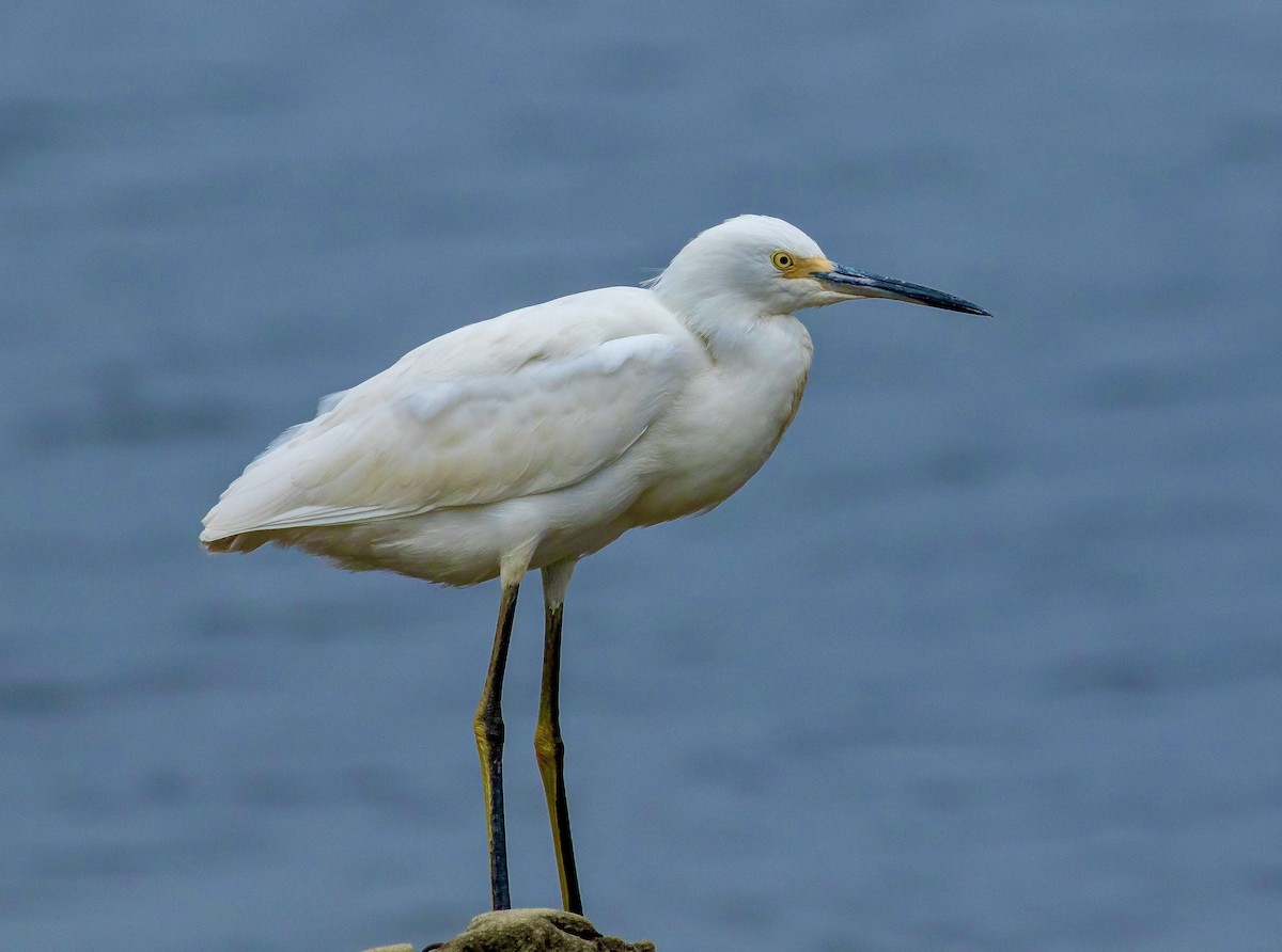 Snowy Egret - ML355805151