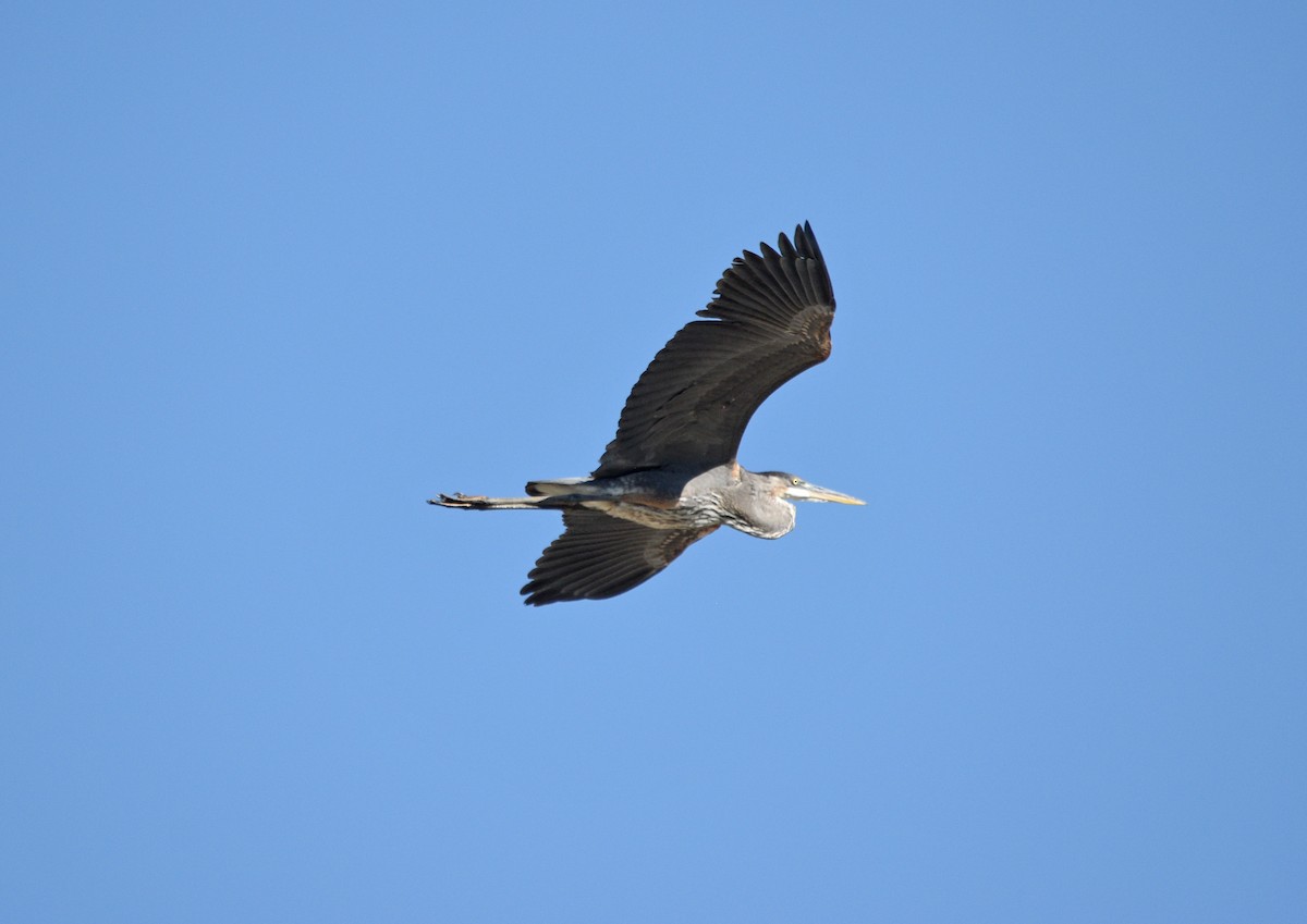 Great Blue Heron - ML355806191