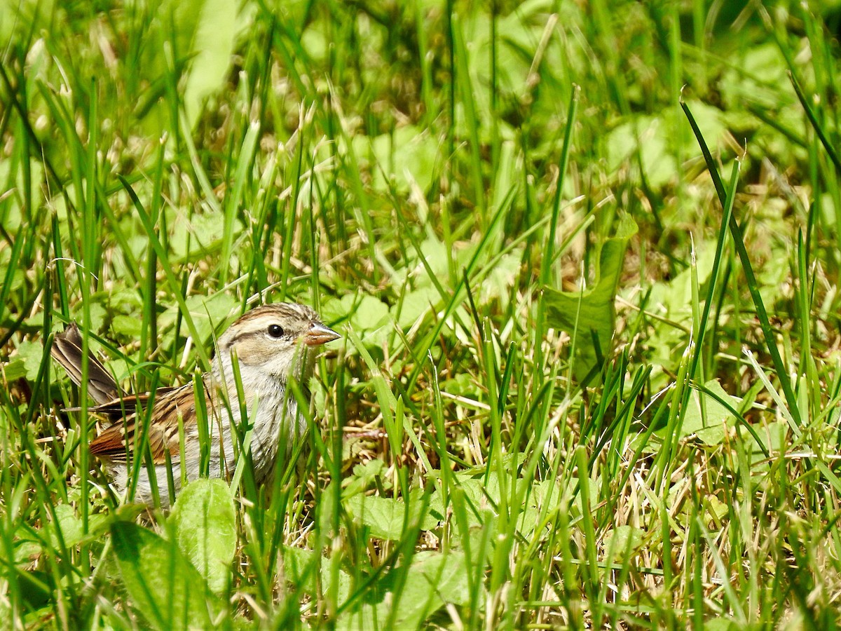 Chipping Sparrow - ML355806271