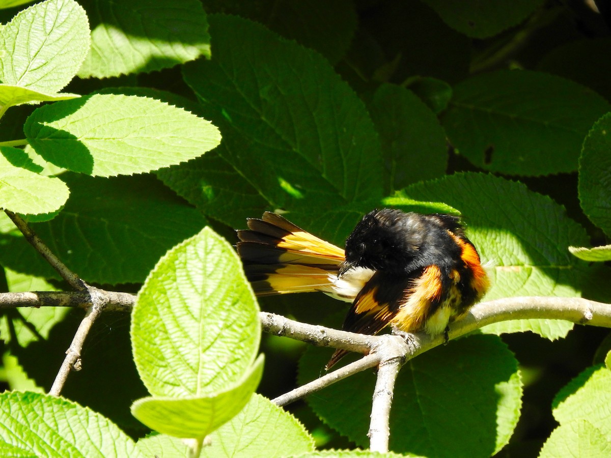 American Redstart - ML355806531