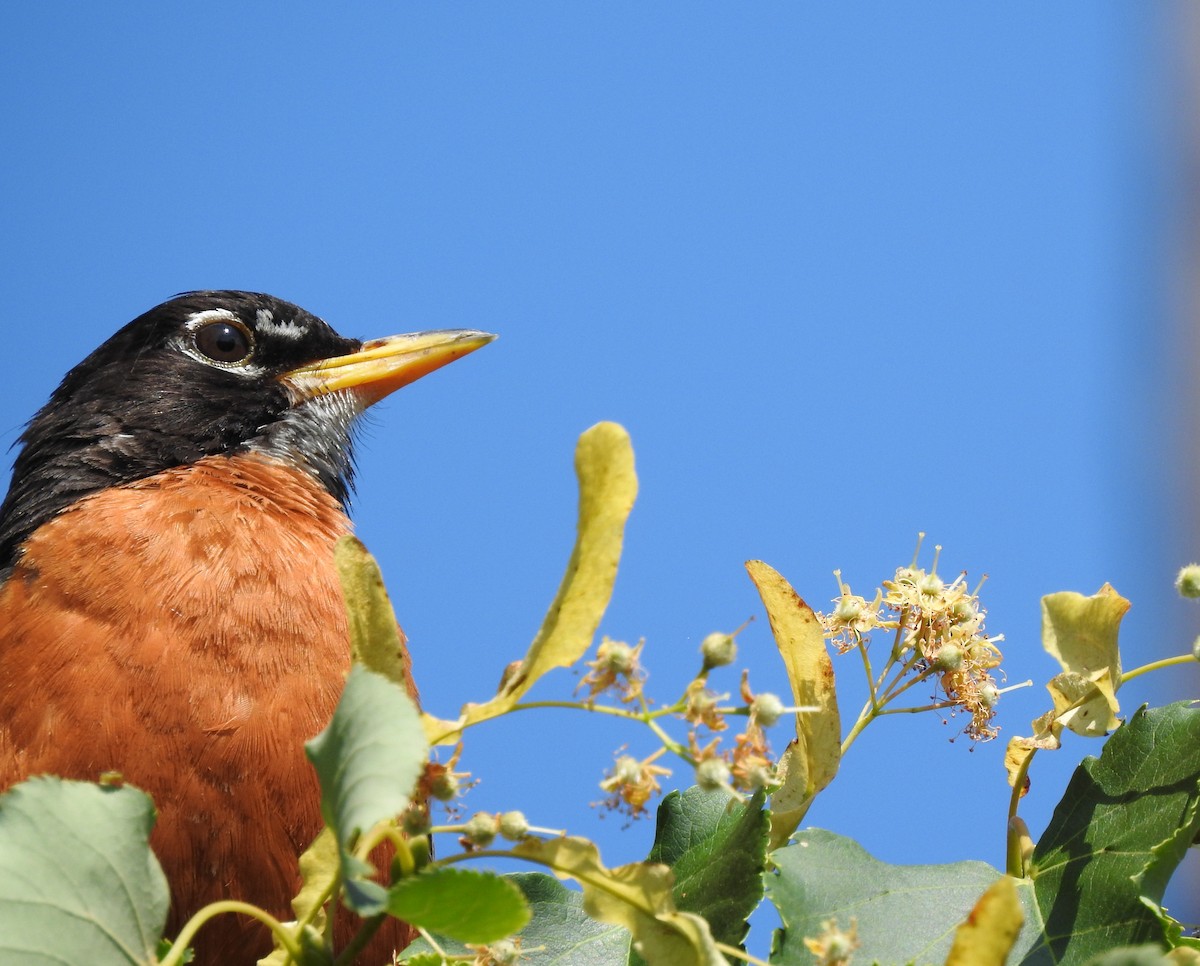 American Robin - ML355806691