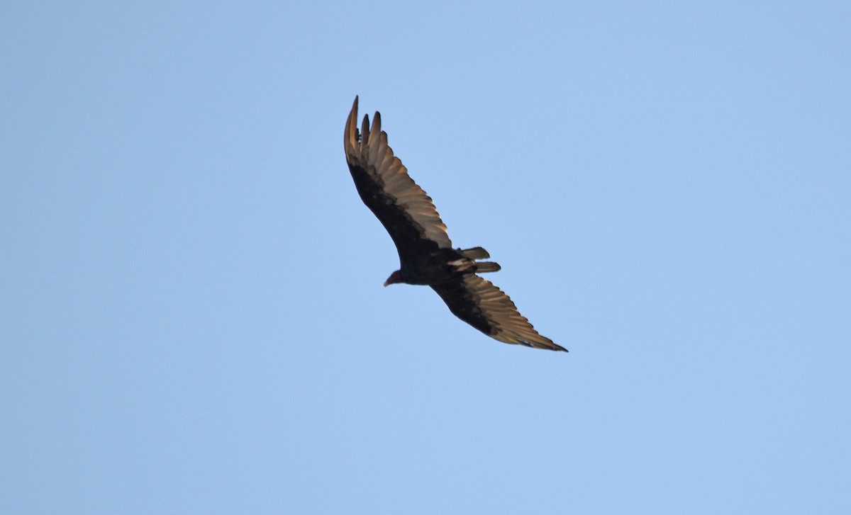 Turkey Vulture - ML355807681