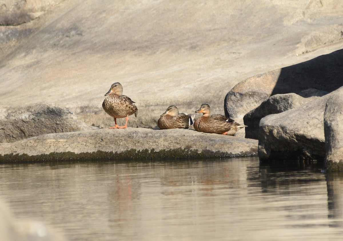 Mallard - Sona Conlin