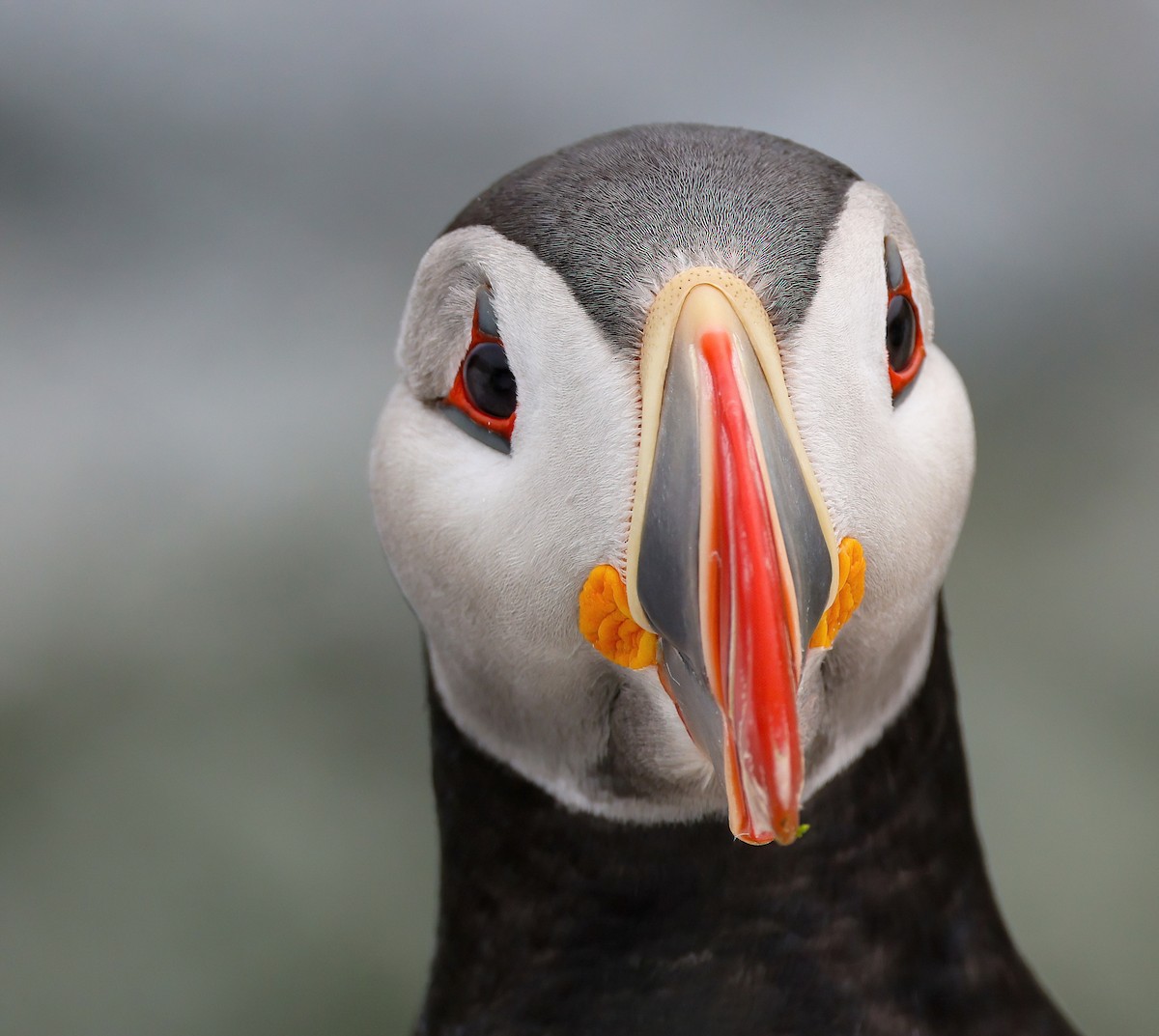 Atlantic Puffin - ML355808481