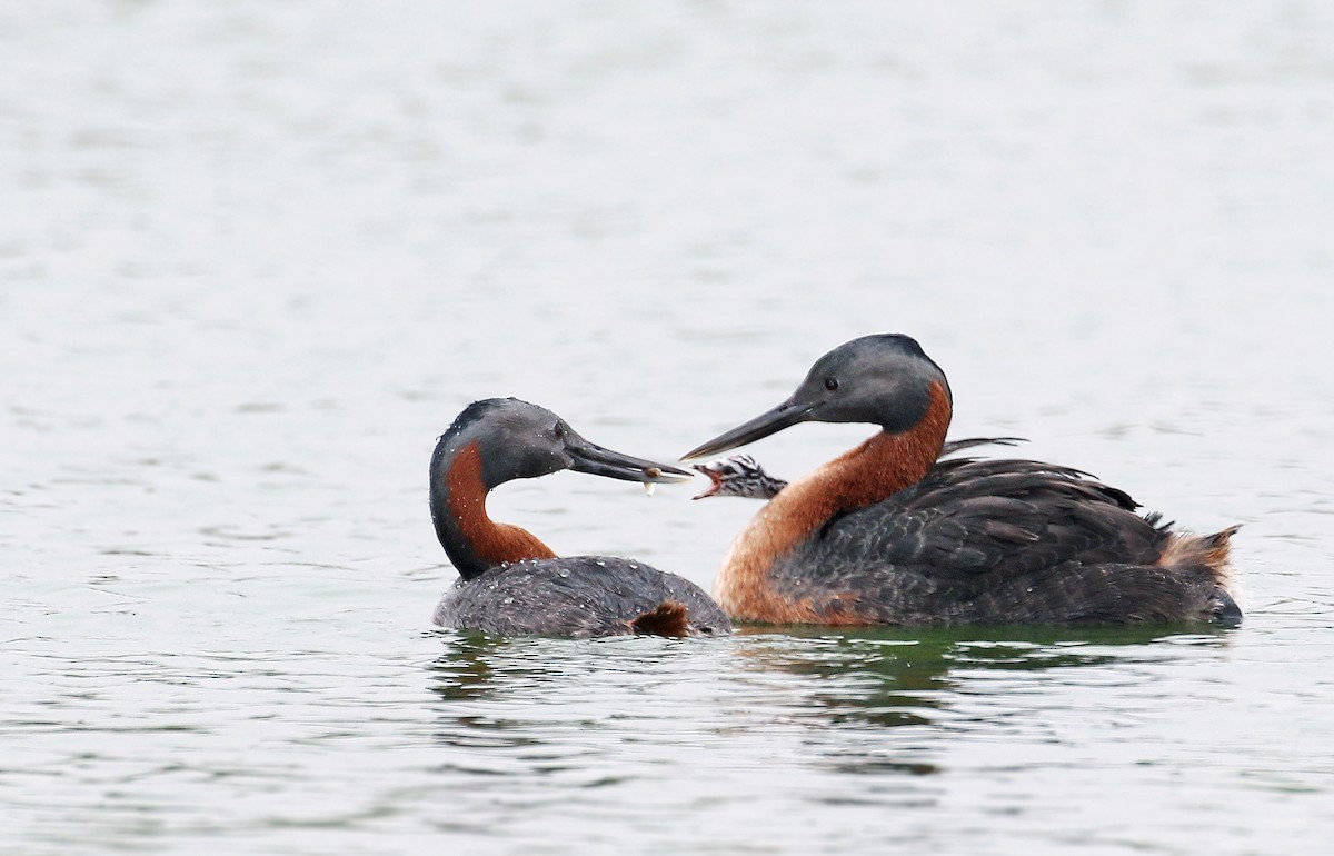 Great Grebe - ML35580861