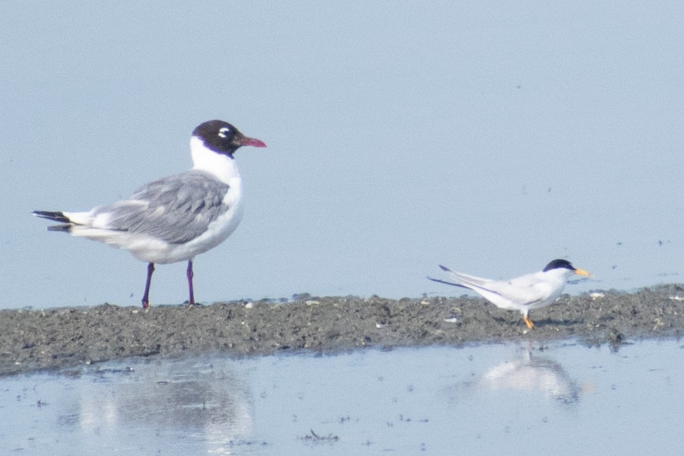 Least Tern - Fisher Stephenson