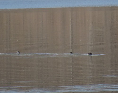 Red-necked Grebe - ML35581341