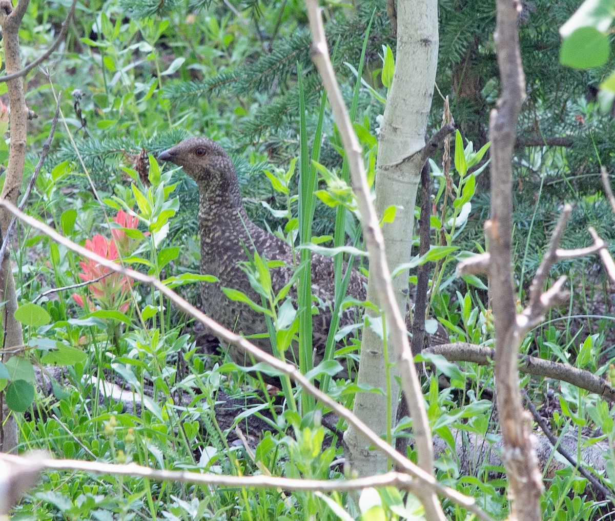 Dusky Grouse - Dale Pate