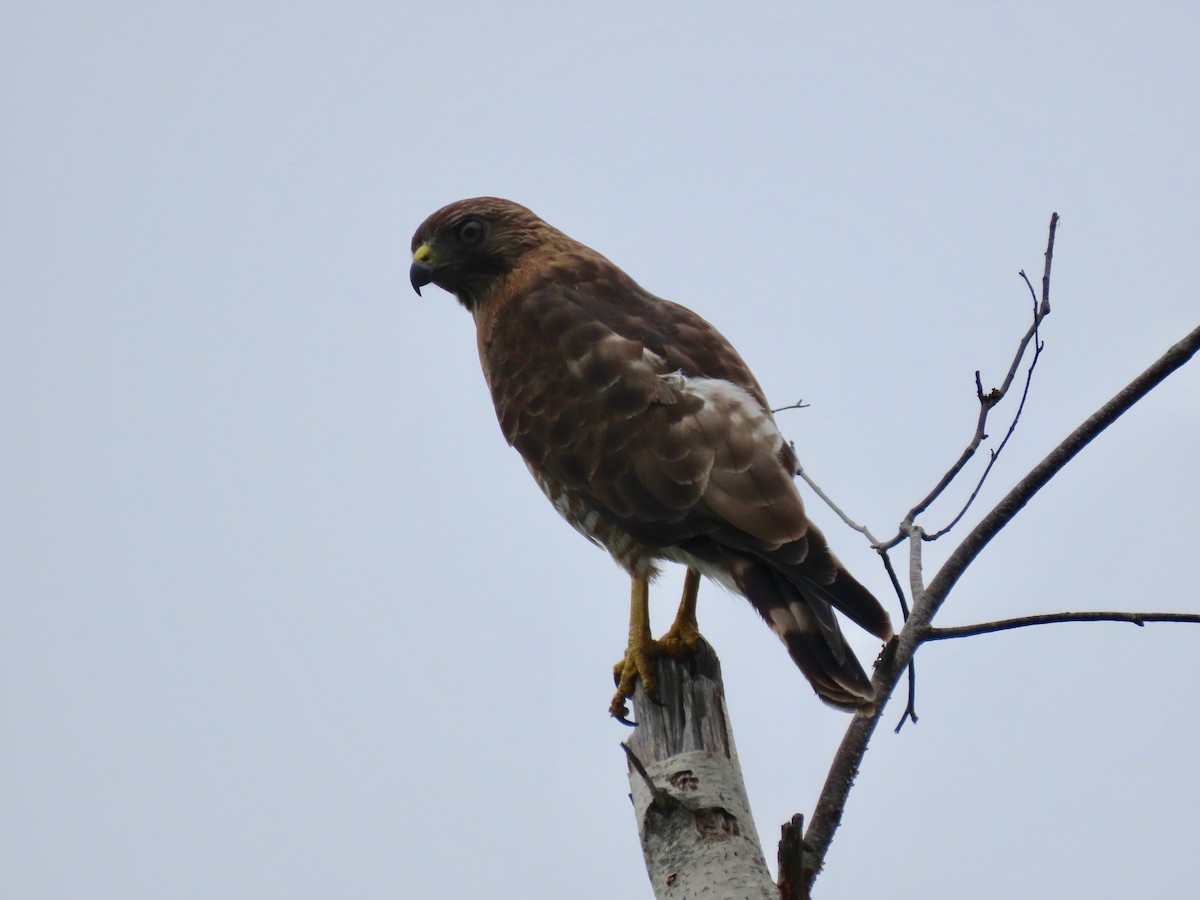 Broad-winged Hawk - ML355814811