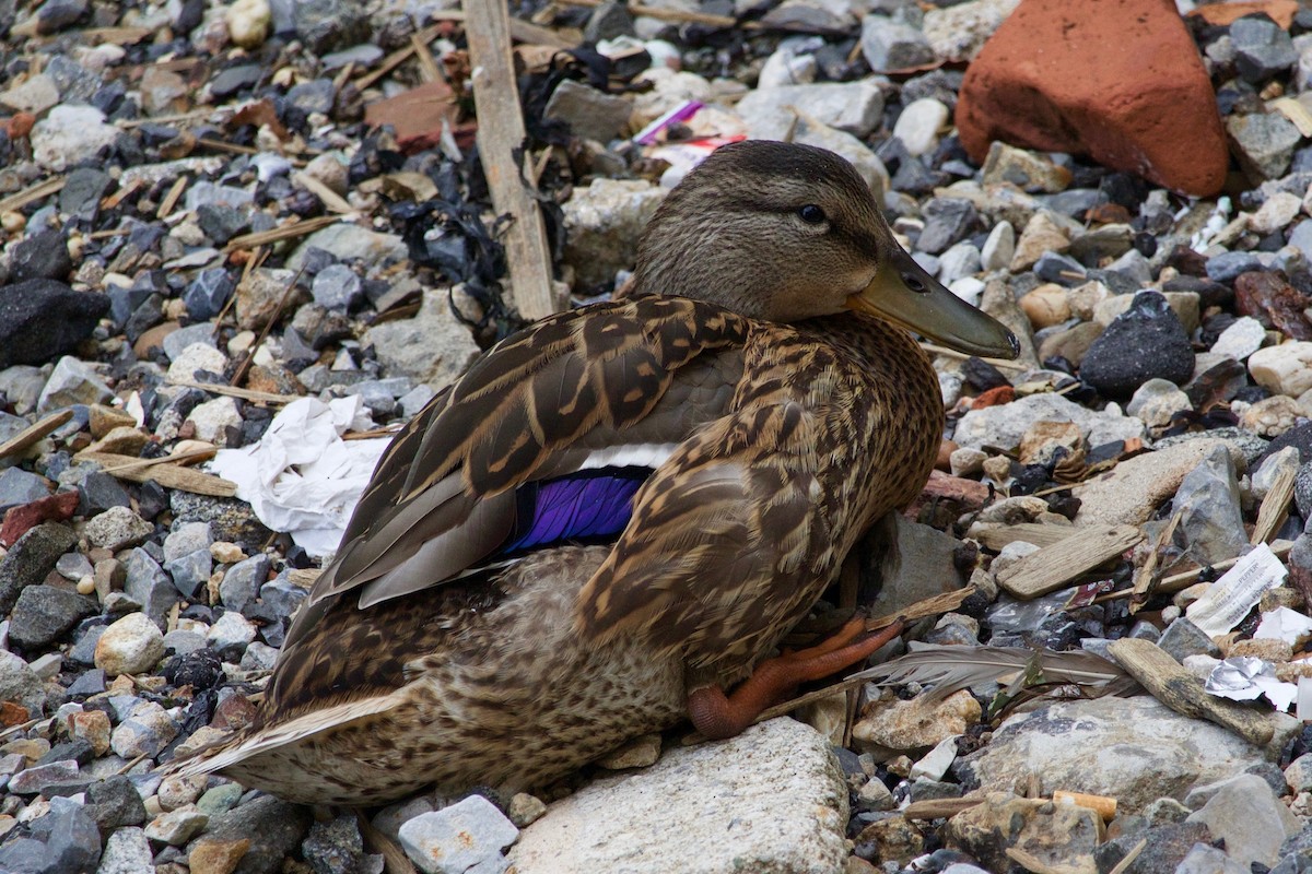 Mallard - ML355815671