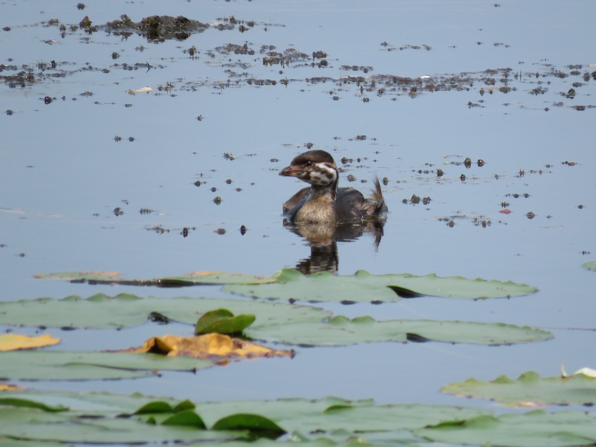 Pied-billed Grebe - ML355816981