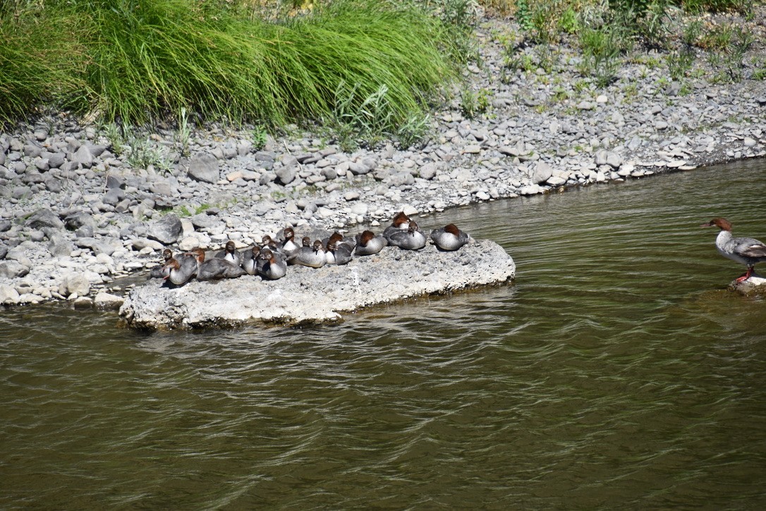 Common Merganser - ML355818551