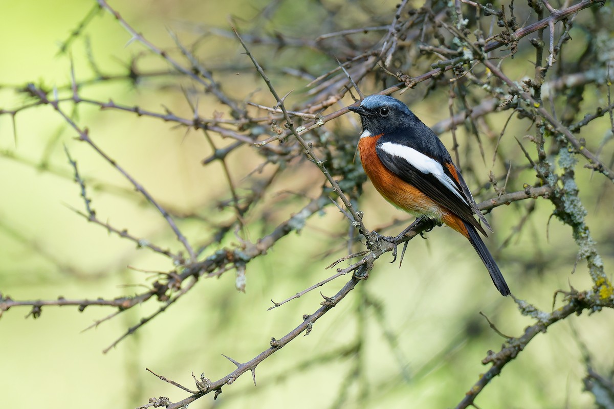 White-throated Redstart - ML355819321