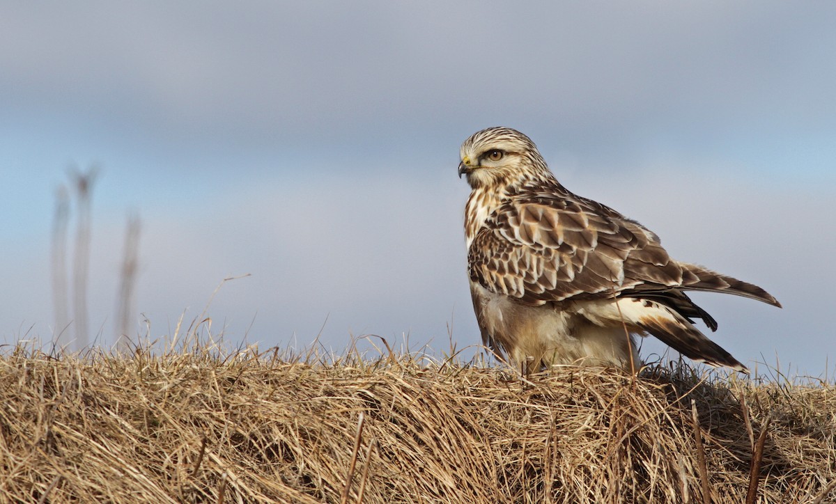 Rough-legged Hawk - Ian Davies