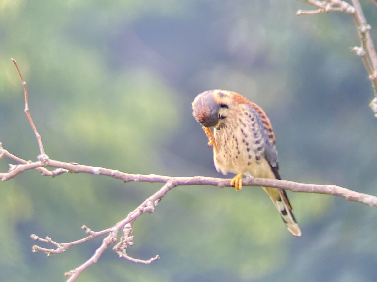 American Kestrel - ML355819501