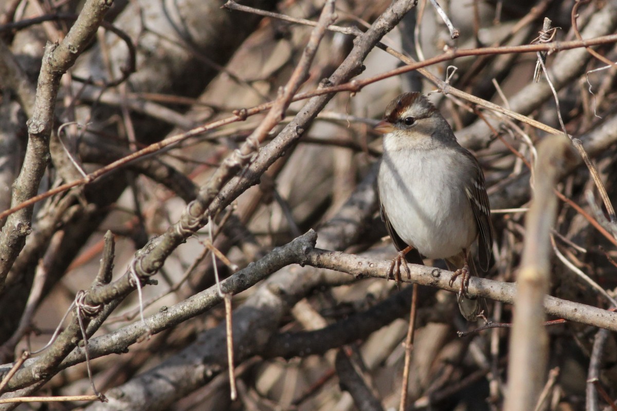 White-crowned Sparrow (leucophrys) - ML35581951