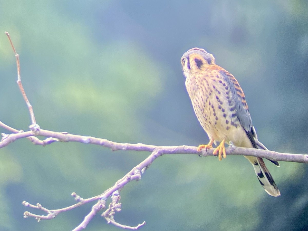 American Kestrel - ML355819531