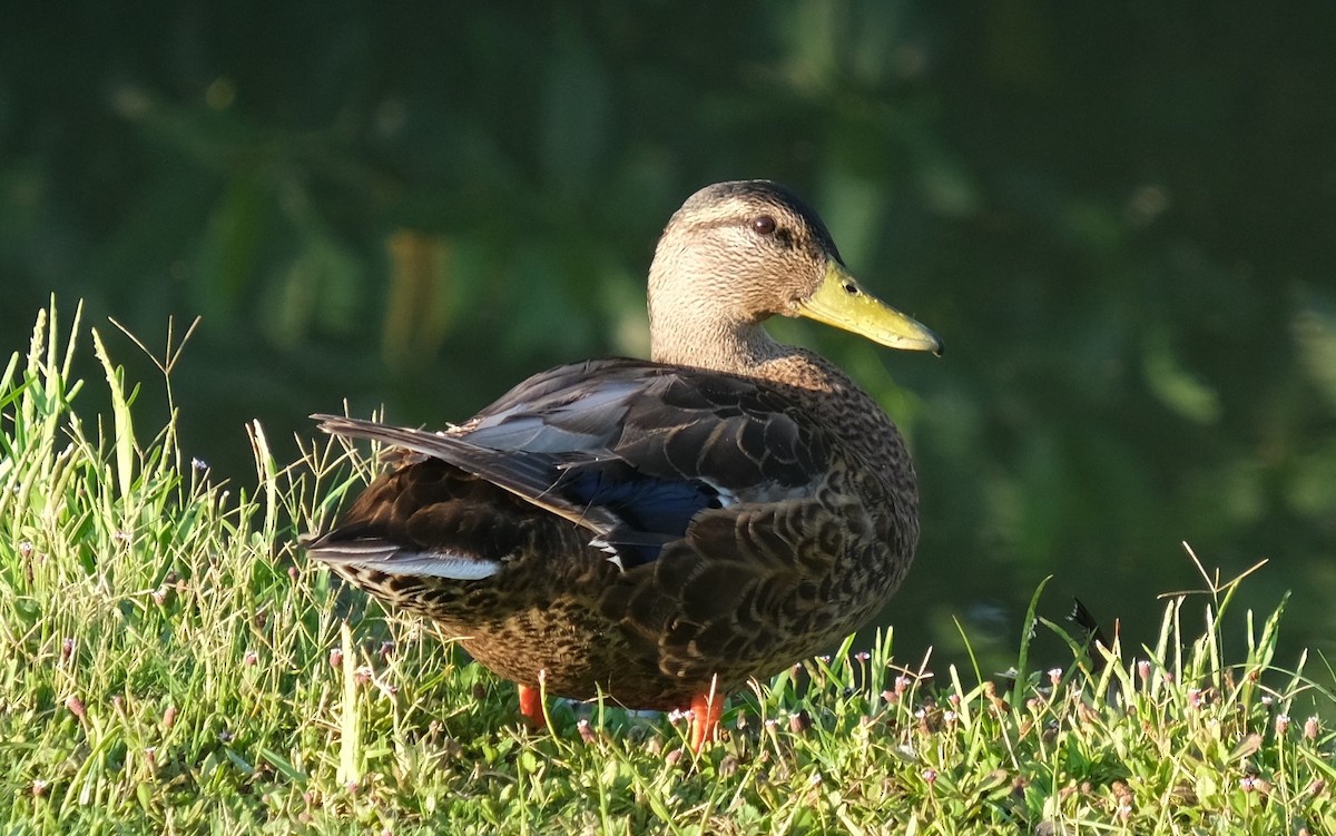 Mallard - ML355819551