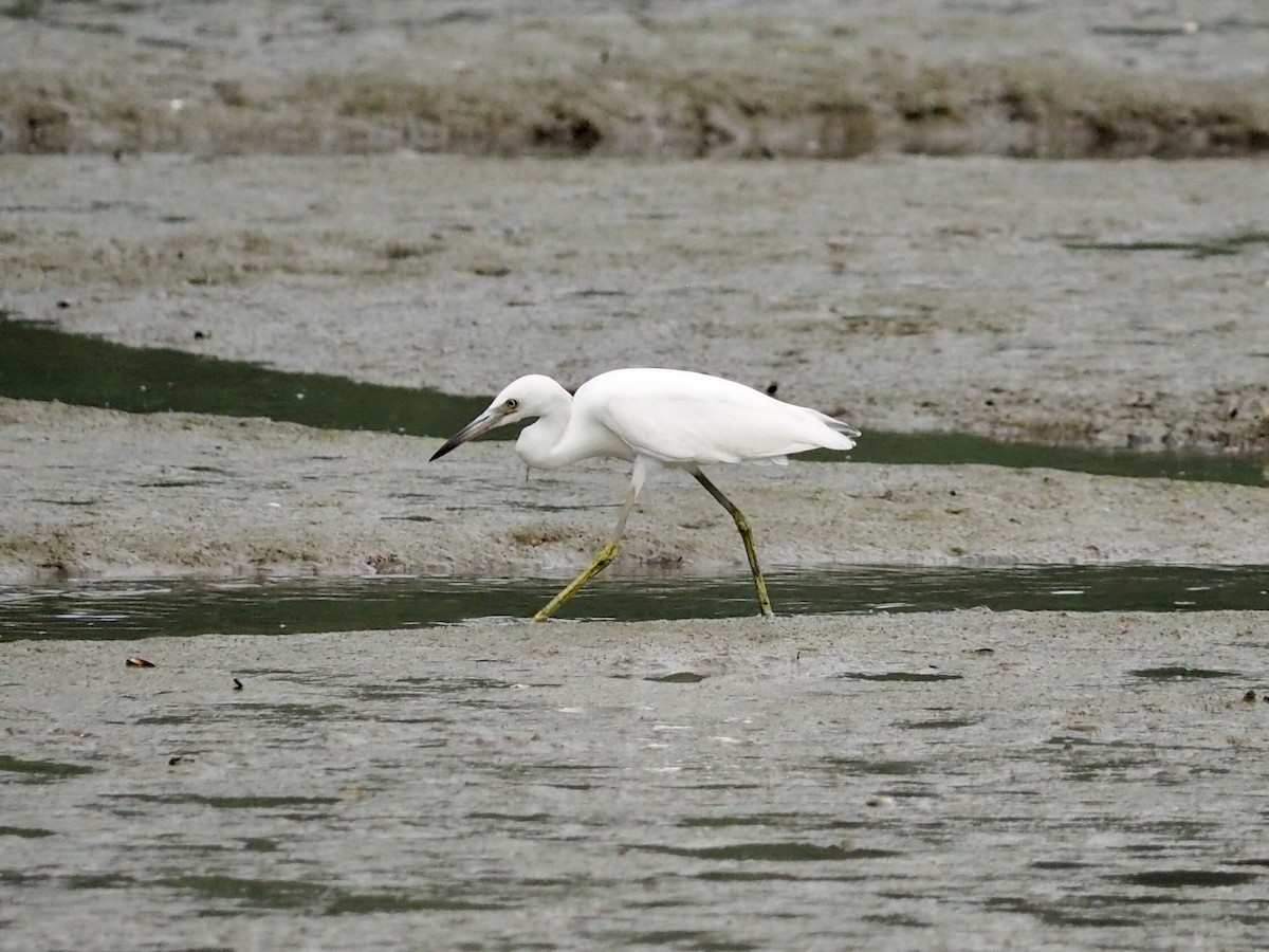 Little Blue Heron - ML355819591