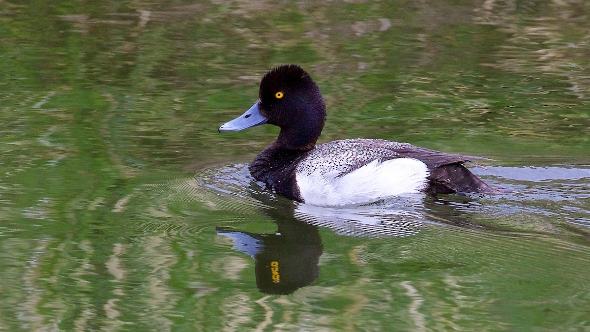 Lesser Scaup - Ed Harper