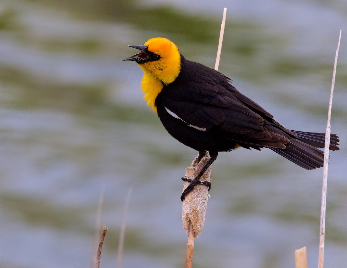 Yellow-headed Blackbird - Ed Harper