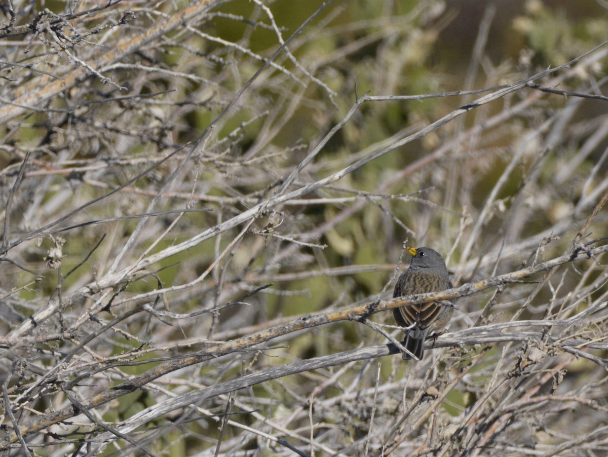 Band-tailed Sierra Finch - ML355820831