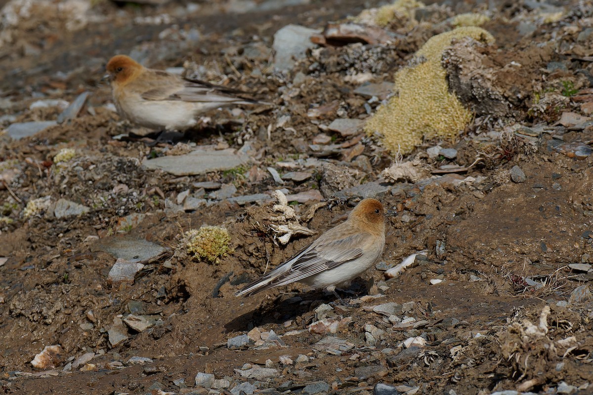 Sillem's Rosefinch - Vincent Wang