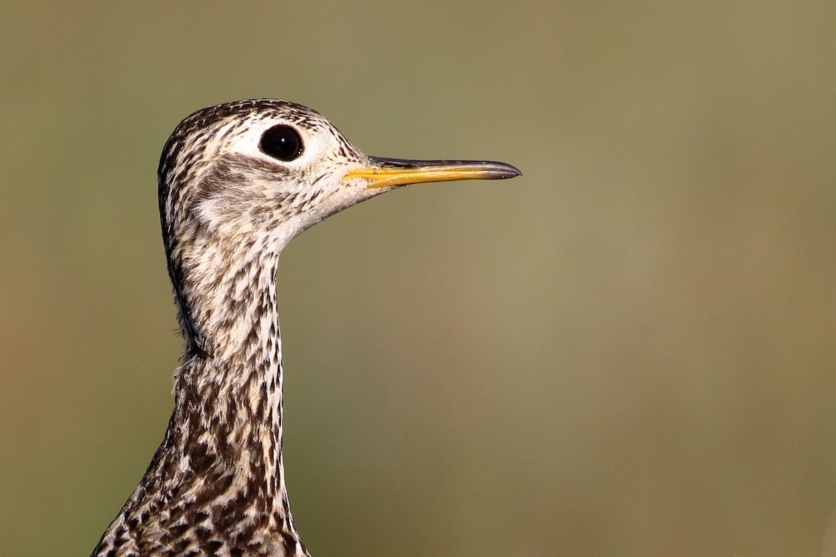 Upland Sandpiper - ML355822621