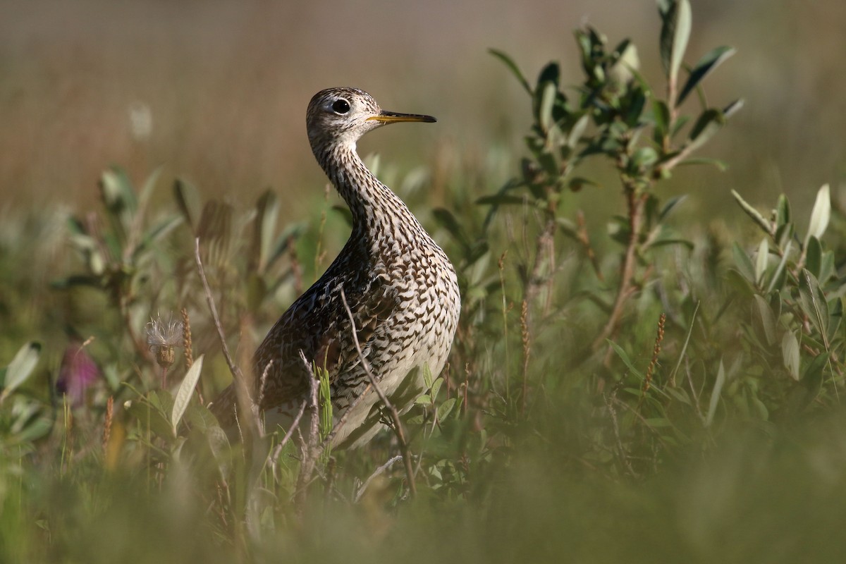 Upland Sandpiper - Seth Beaudreault