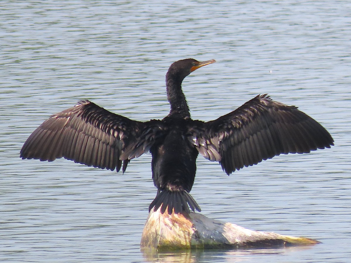 Cormorán Orejudo - ML355823001