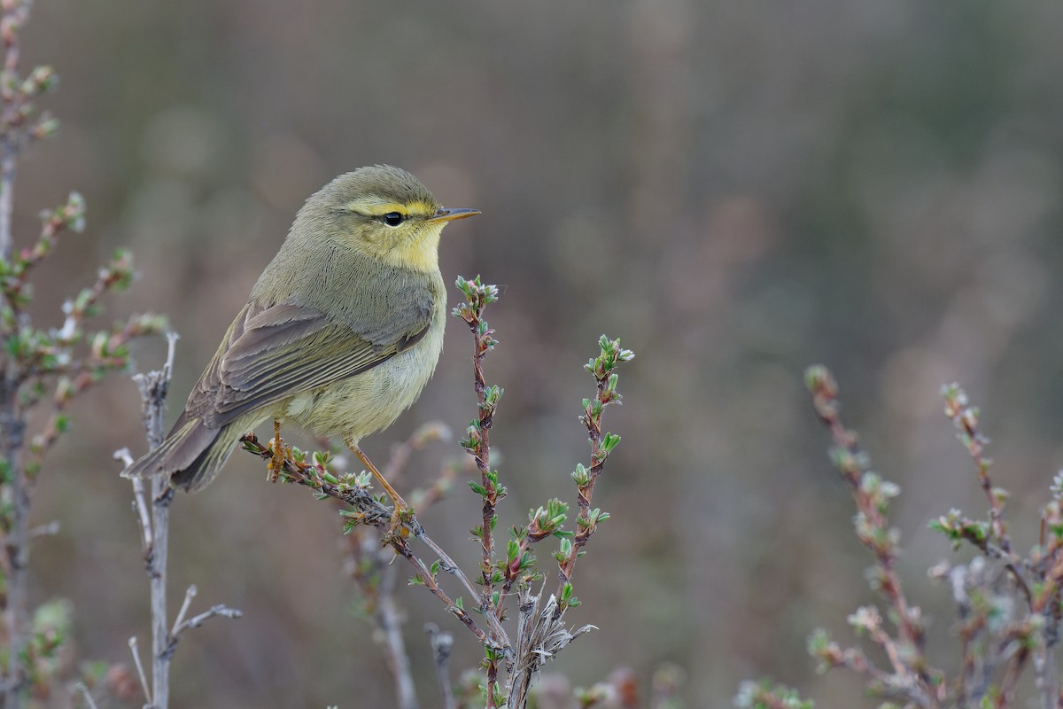 Tickell's Leaf Warbler (Alpine) - ML355823611