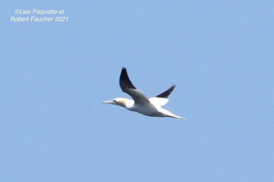 Northern Gannet - ML355824441