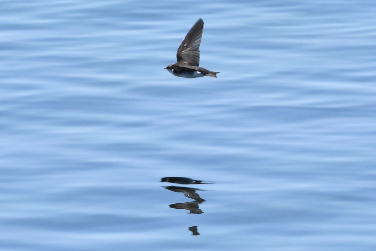 Golondrina Bicolor - ML355824521