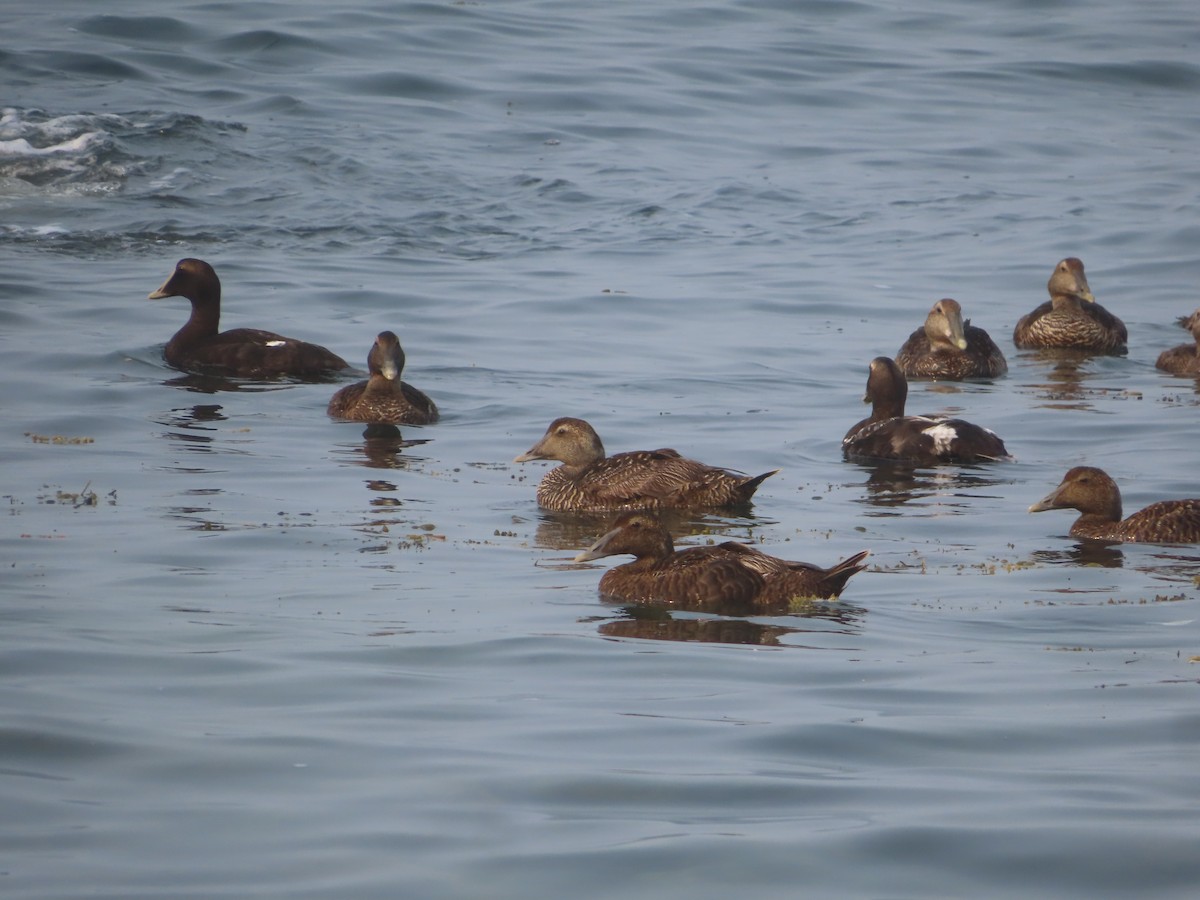 Common Eider - ML355824661