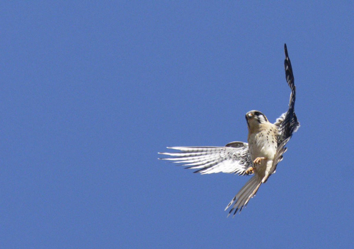 American Kestrel - ML355825581