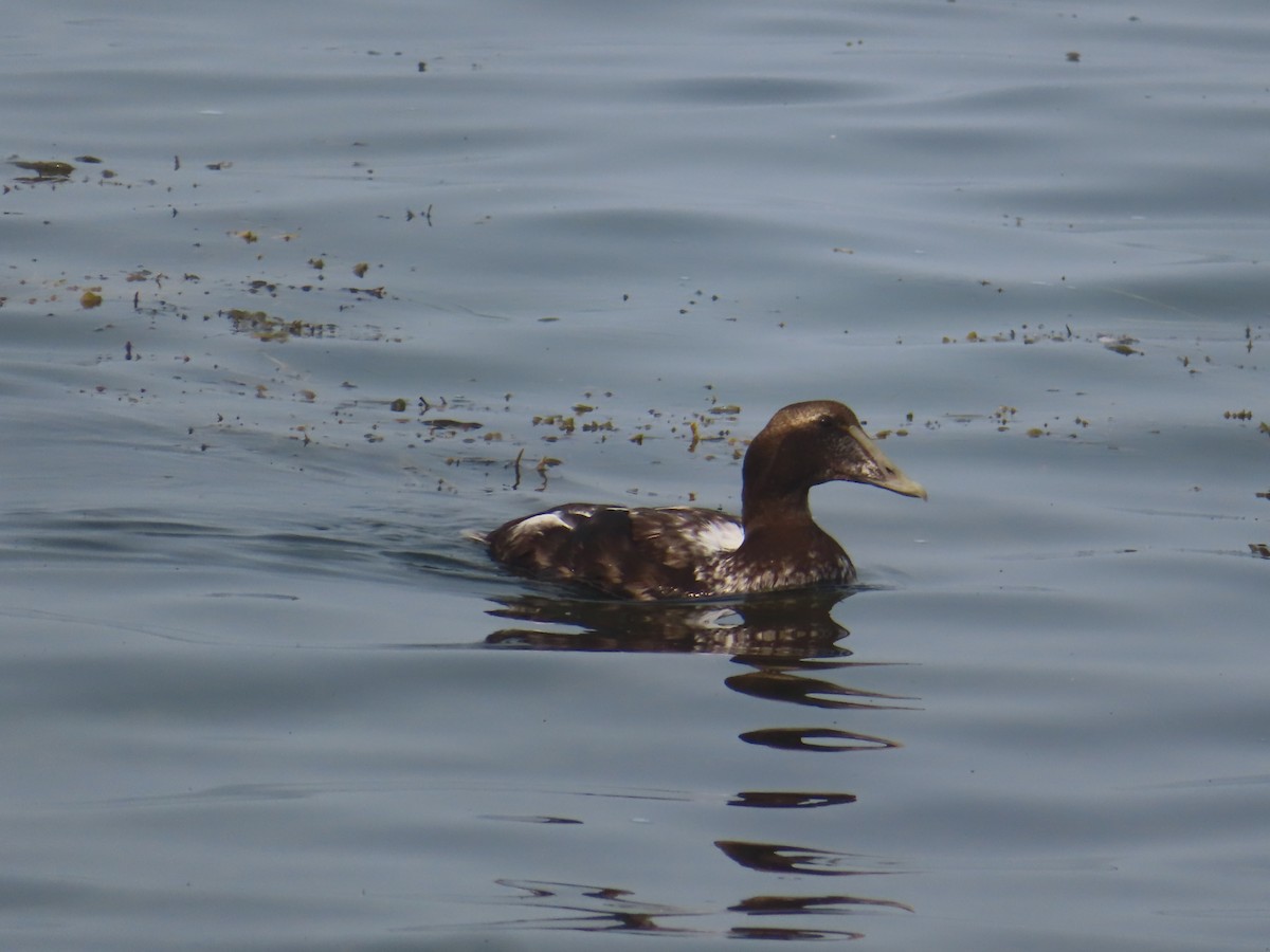 Common Eider - ML355825831