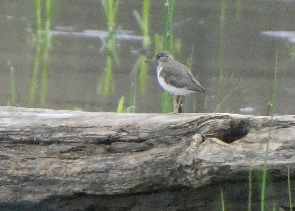 Spotted Sandpiper - Jon D. Erickson