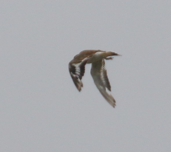 Ruddy Turnstone - ML355827671