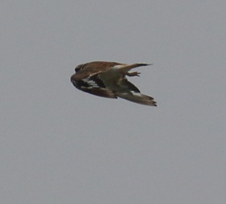 Ruddy Turnstone - ML355827681