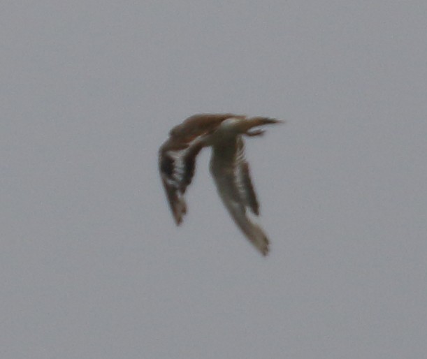 Ruddy Turnstone - ML355827691